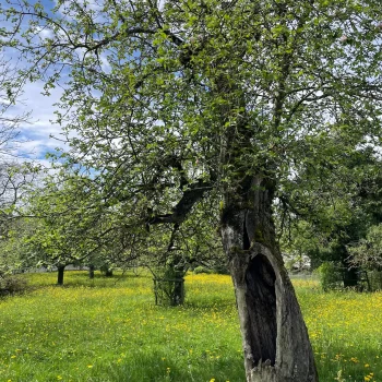 renature.ch_geholz_2