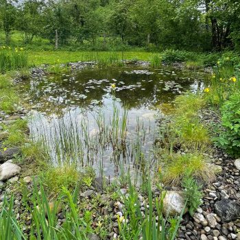 renature.ch_Teiche_3