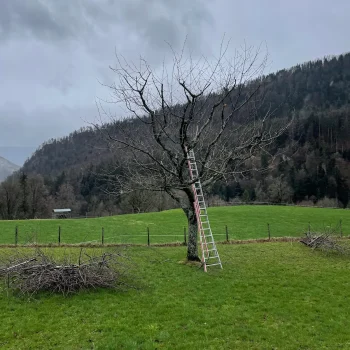 renature.ch_geholz_1