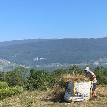 renature.ch_Rodungen_1