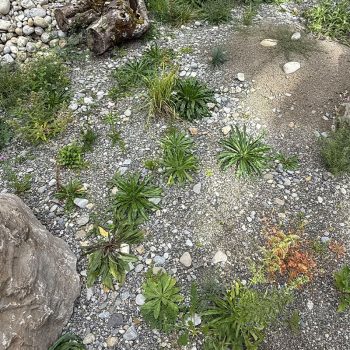 renature.ch_Renaturierungen_1