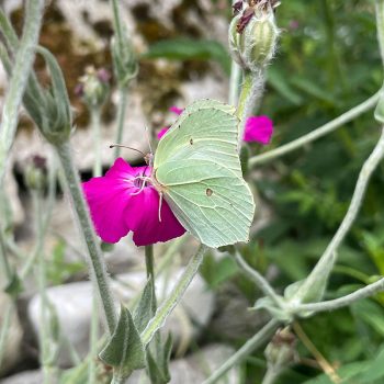 renature.ch_Schmetterlinge_01