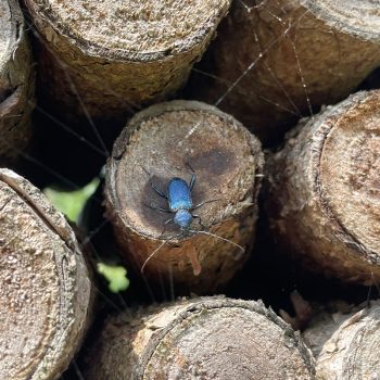 renature.ch_Käfer_2