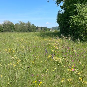 renature.ch_Unterhalt_1