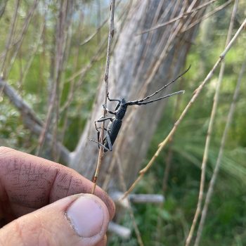 renature.ch_Käfer_16
