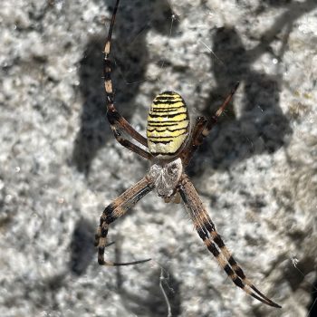 renature_ch_Spinne_1