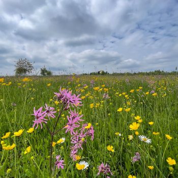 renature.ch_blumen_11