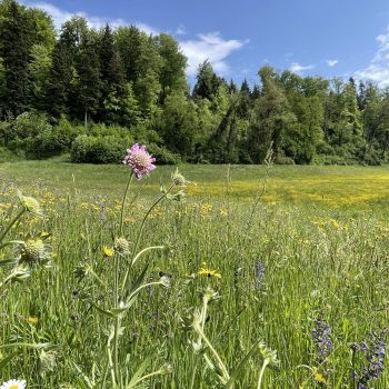 renature_entbuschung