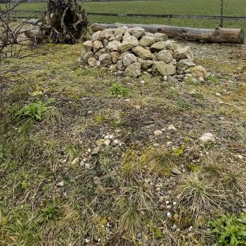 renature_ruderalflaeche_1